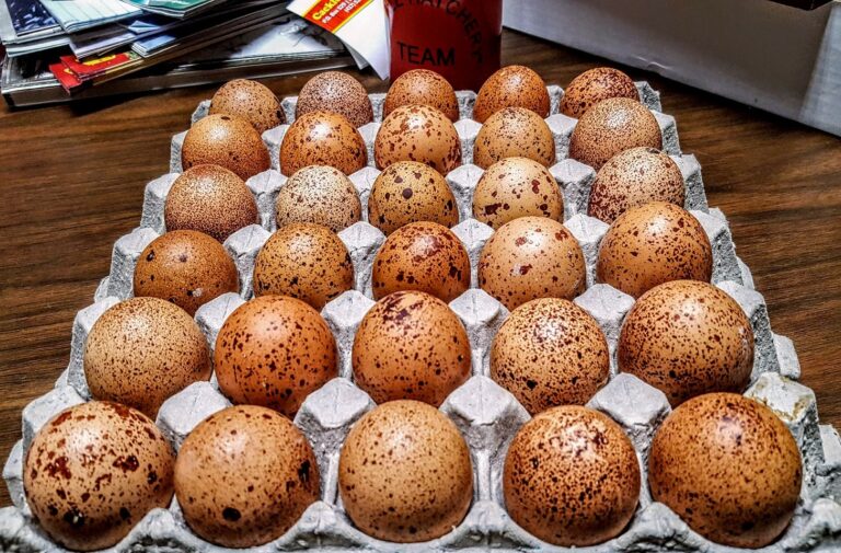 Speckled Egger™ Hatching Eggs
