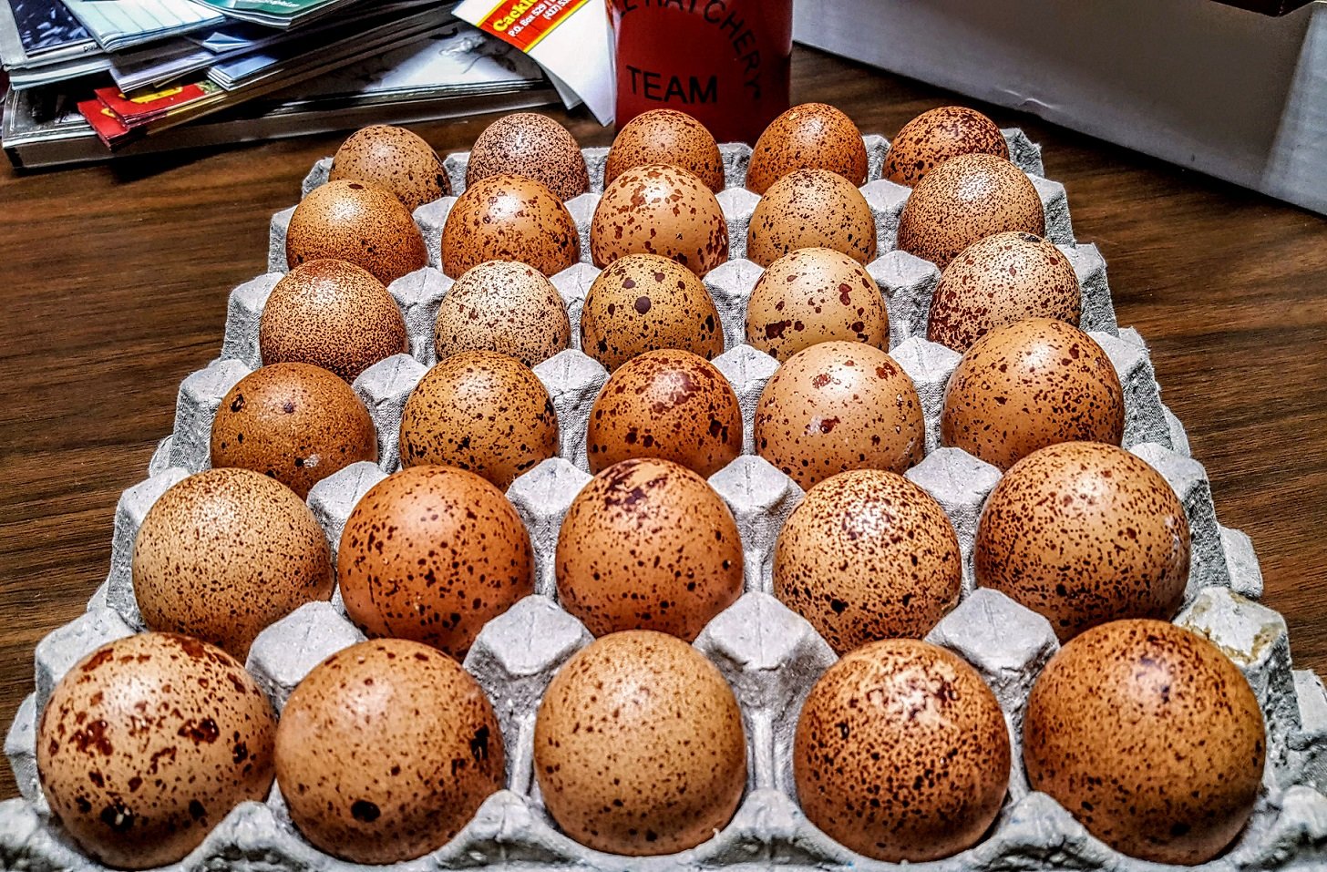 Speckled Egger™ Hatching Eggs