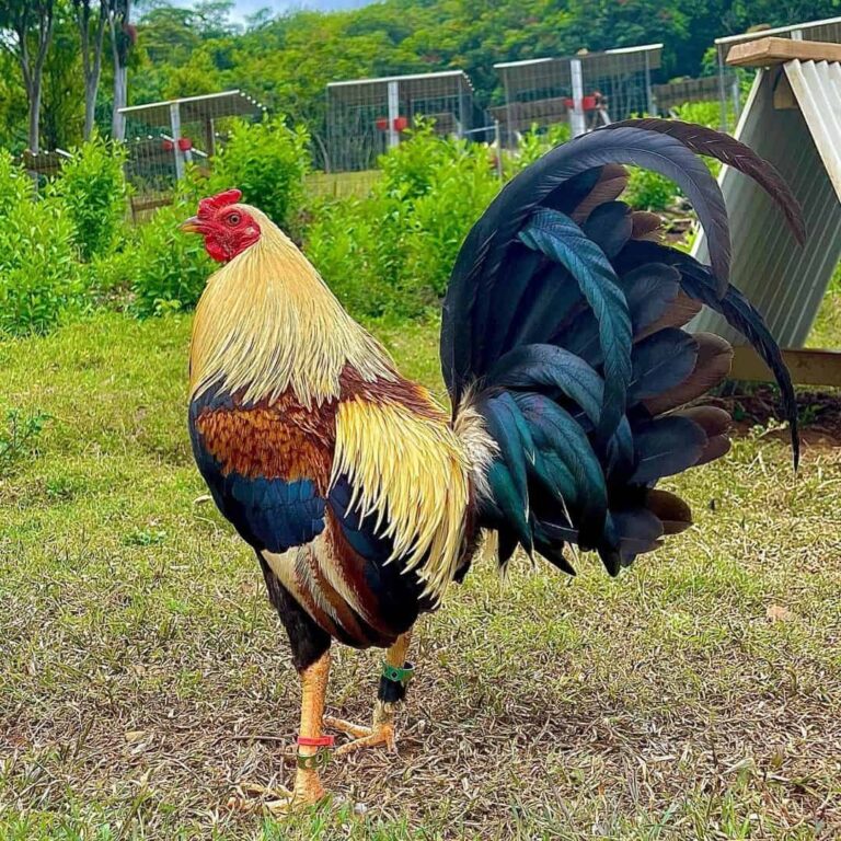 American-Gamefowl-1