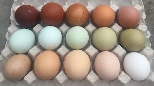 hatching chicken eggs for sale​