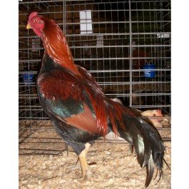 Black-Breasted-Red-Aseel