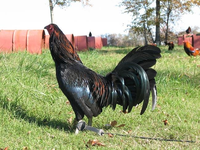 Black-Gamefowl