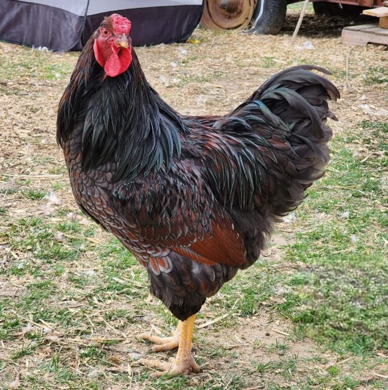 blue laced red wyandotte chickens for sale