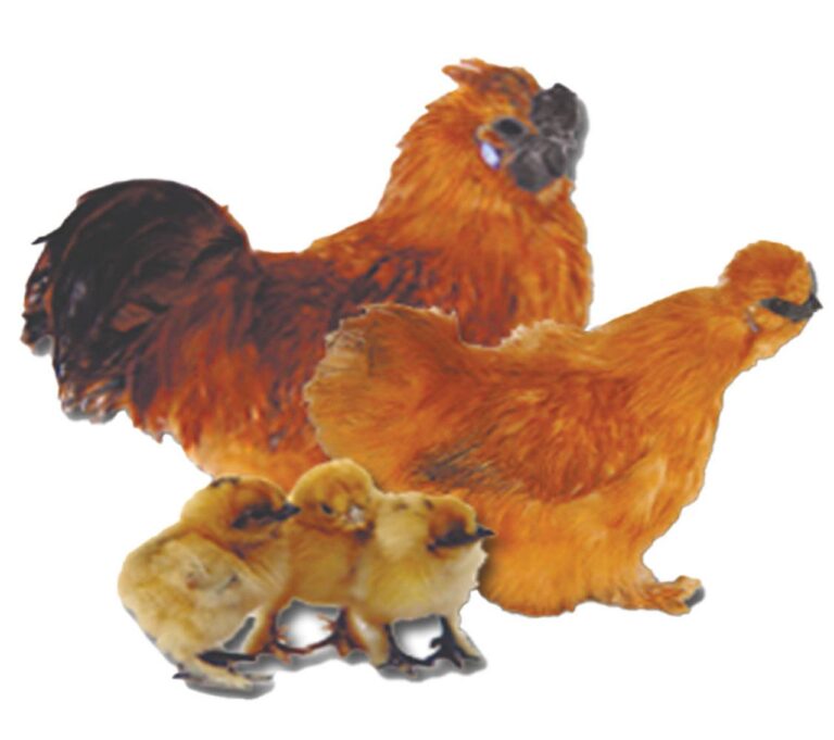 buff silkie bantam chickens