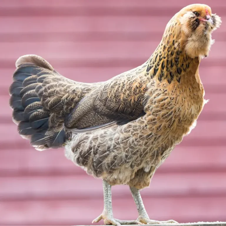 Easter Egger Chicken