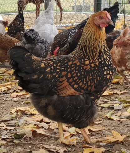 Black Laced Golden Wyandotte Chicken - Image 2