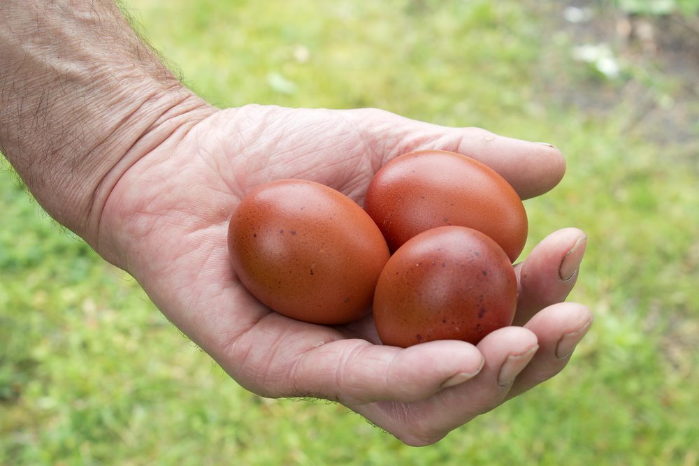 Chocolate Egger Hatching Eggs