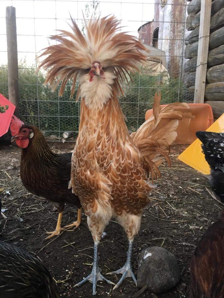 buff laced polish chicken for sale​