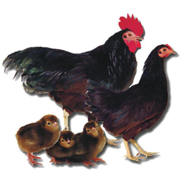 rhode island red bantam hen​