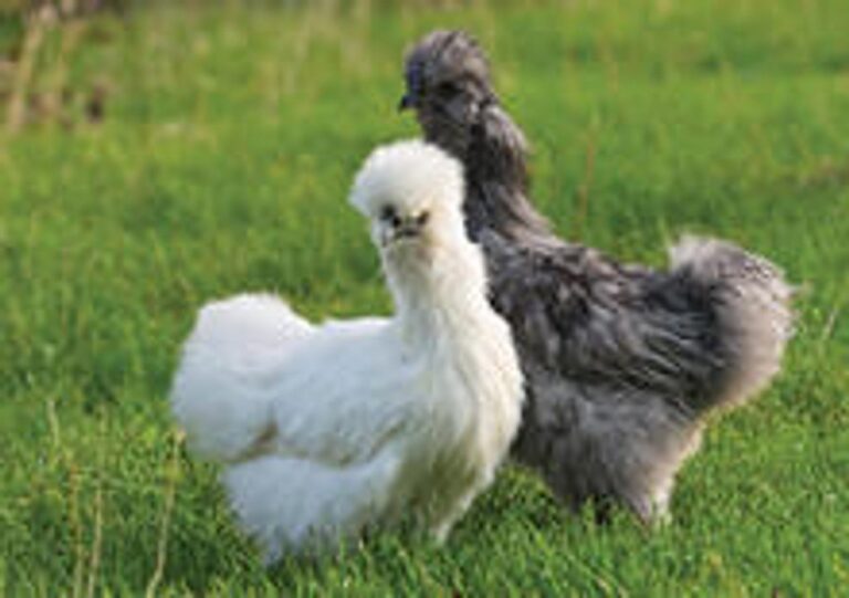 bantam silkies