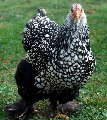 silver laced cochin hen