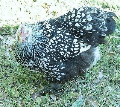 silver laced cochin chicken