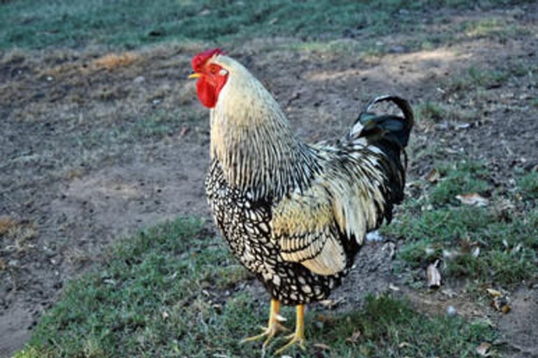 silver laced wyandotte chickens for sale​