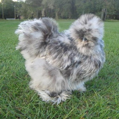 Splash Silkie Bantam