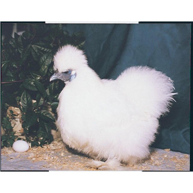 white silkie bantam