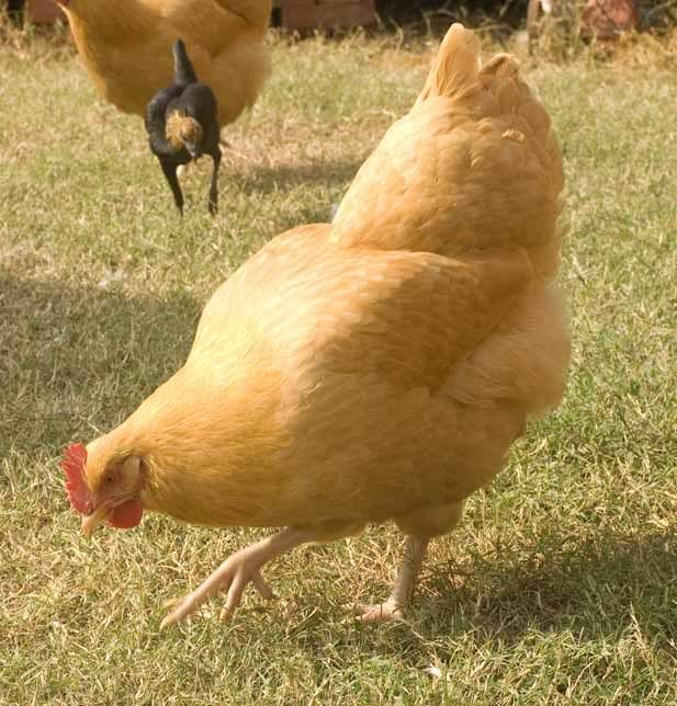 buff orpington