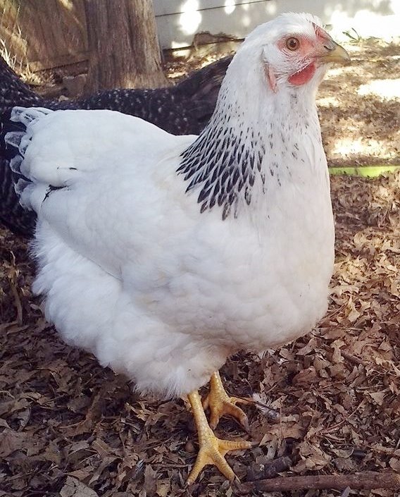 columbian wyandotte chicken​