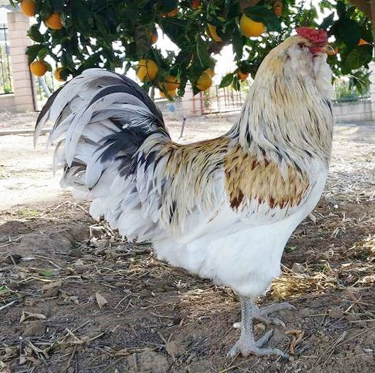 easter egger chicken for sale​