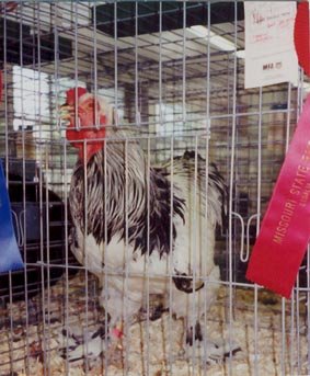 light brahma chicken​