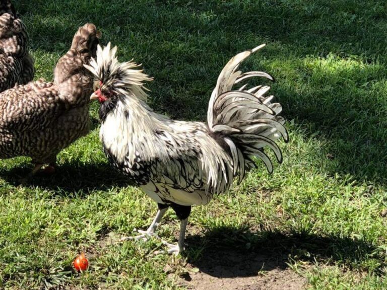 silver laced polish chicken