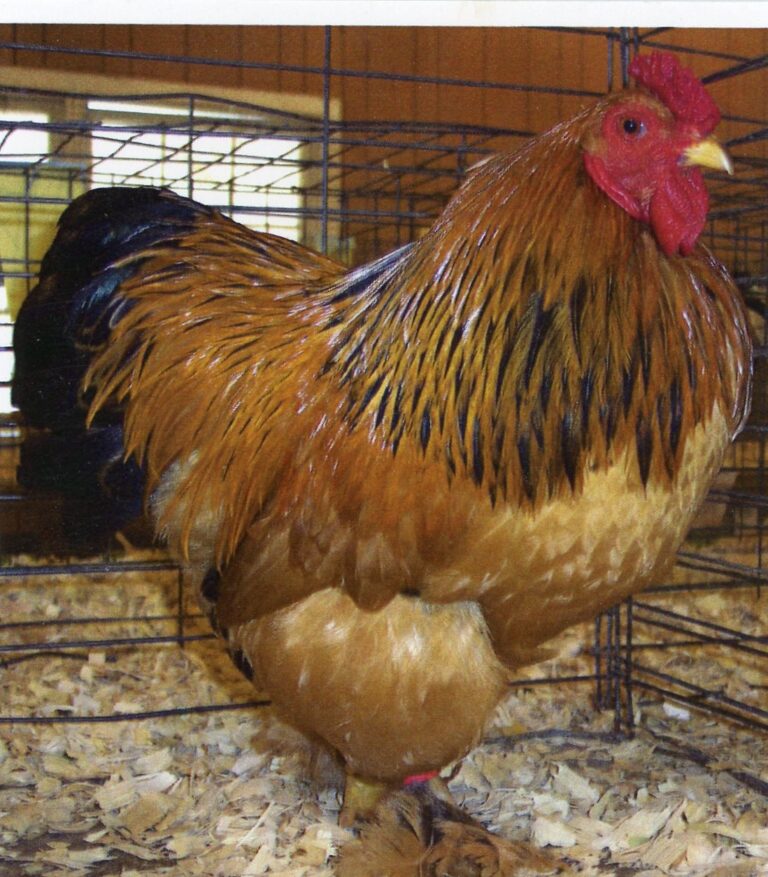 buff brahma bantam rooster​