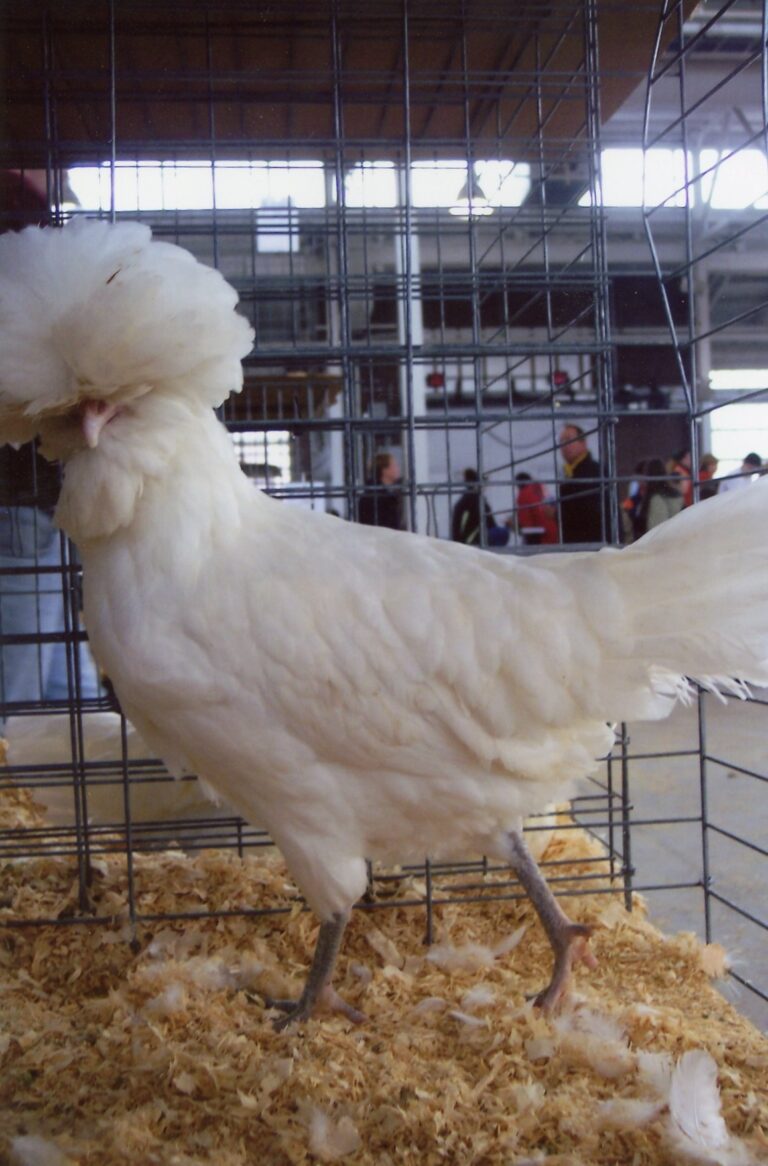 white polish chicken​