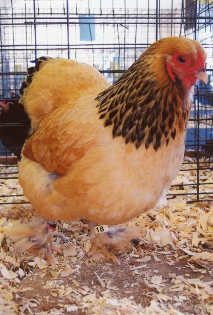 buff brahma bantam