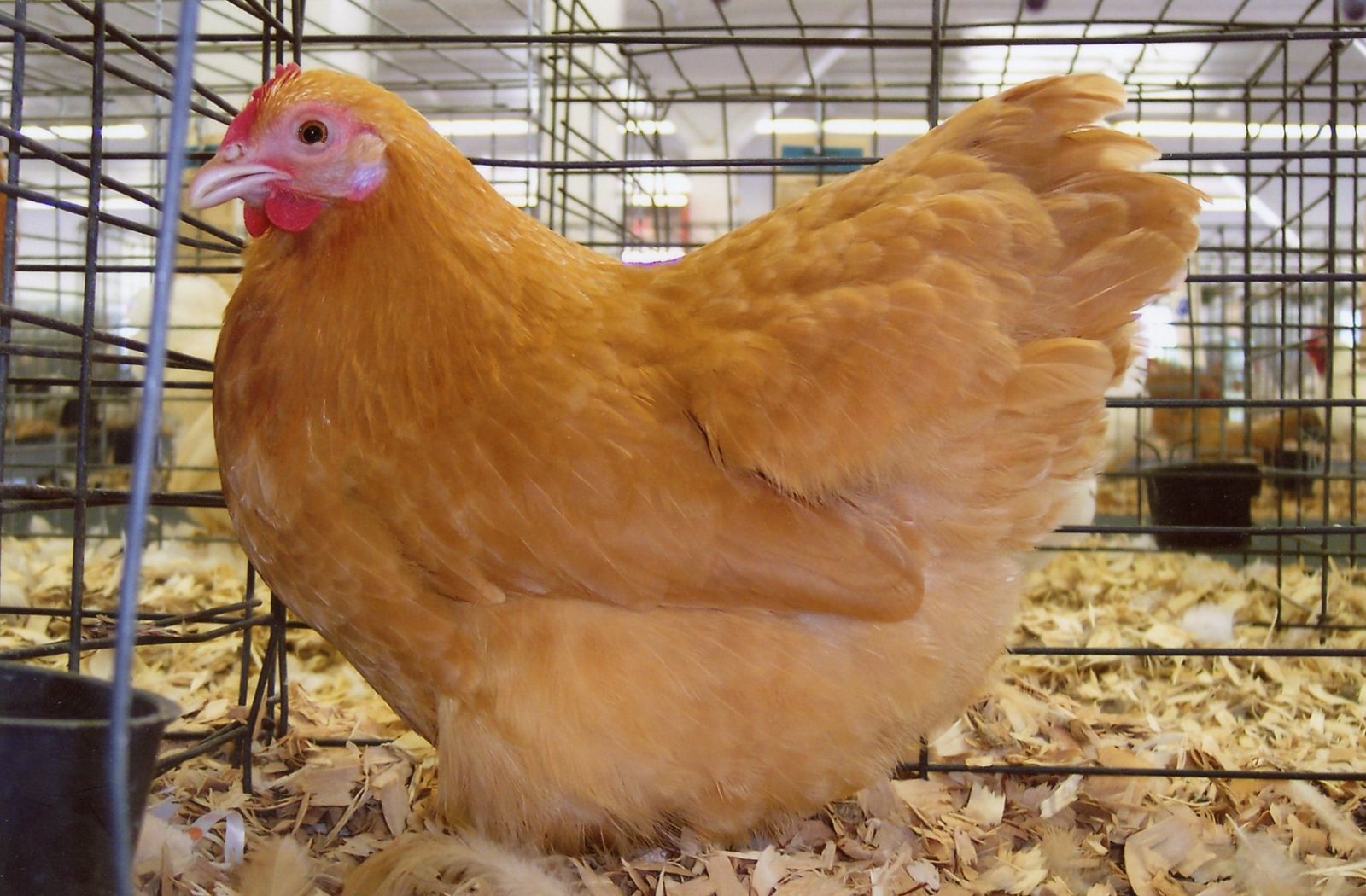 buff orpington bantam chickens