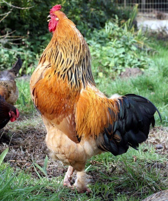 buff brahma rooster for sale