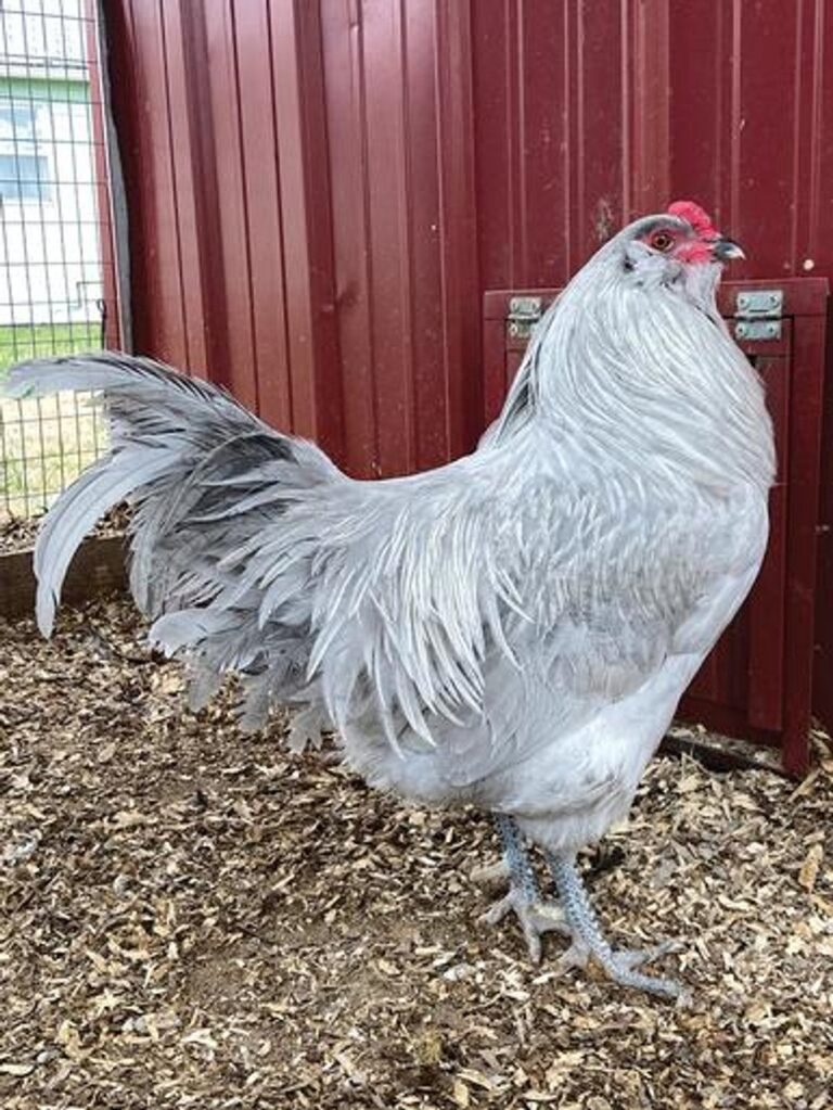 ameraucana lavender chickens