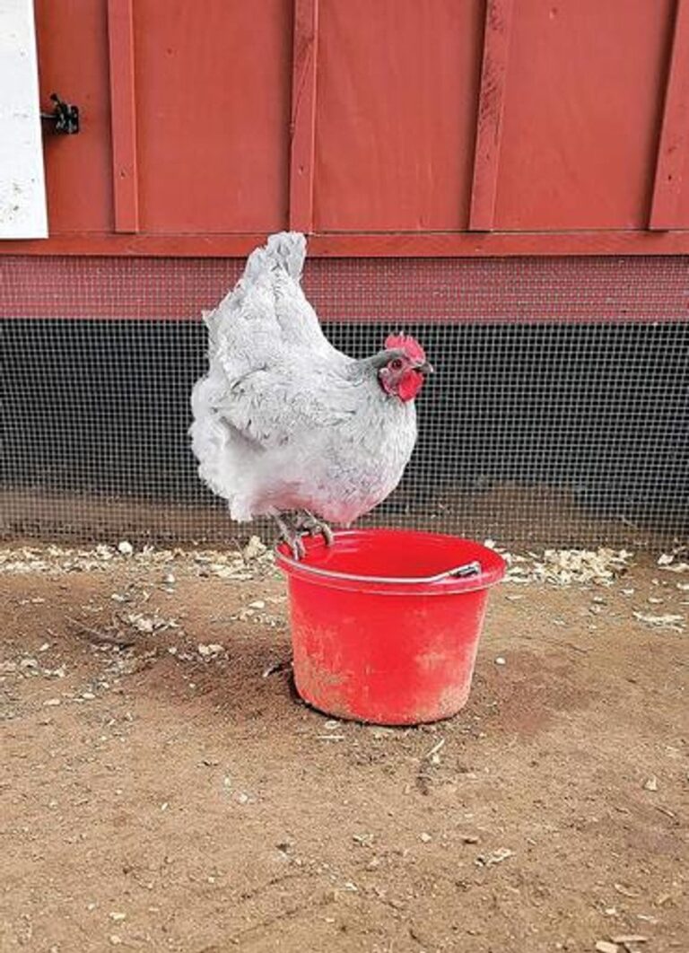 lavender ameraucana​