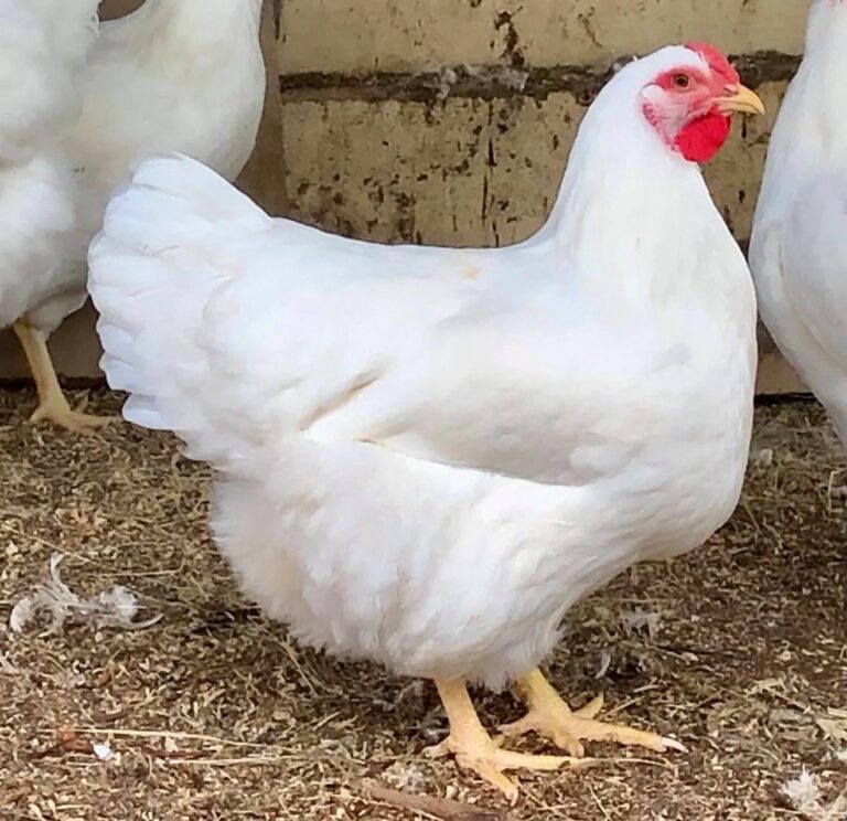 rhode island white chicken