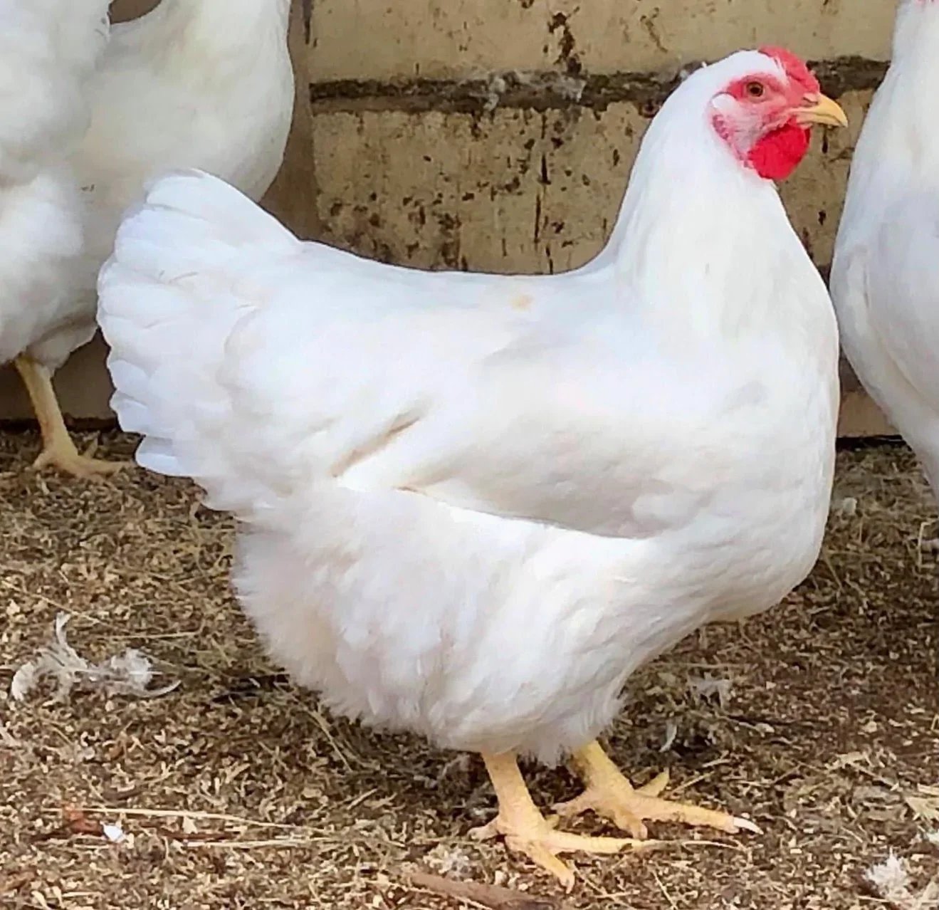 rhode island white chicken