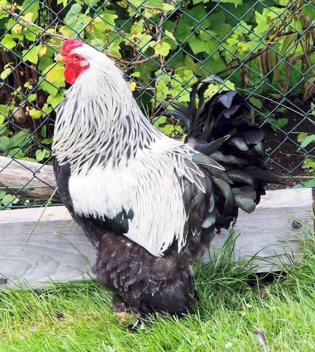 dark brahma chicken