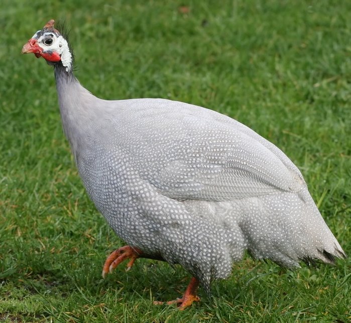lavender guinea fowl
