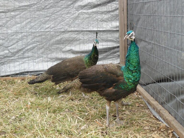 peafowl for sale