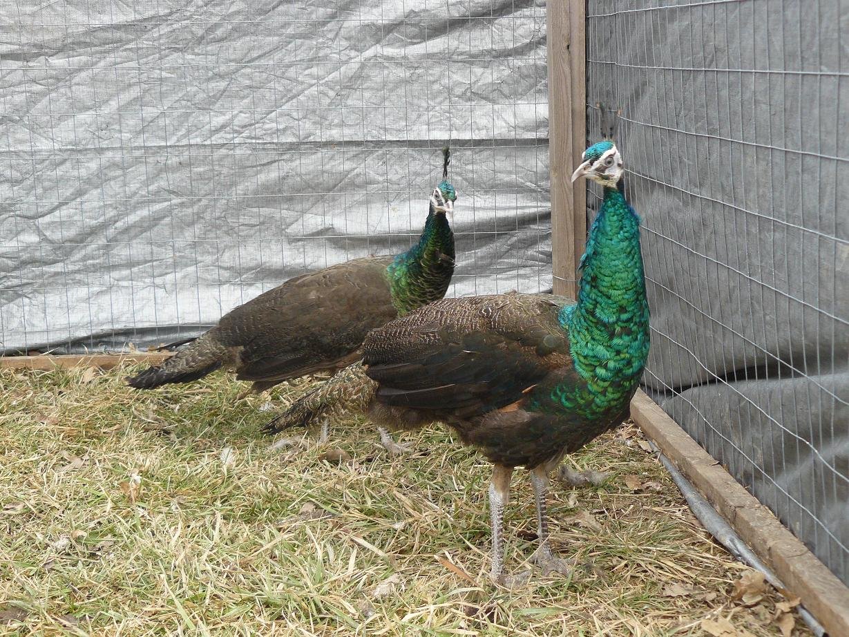 peafowl for sale