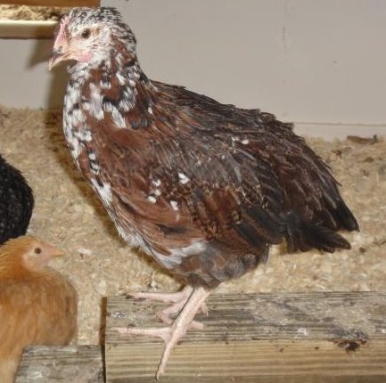 speckled sussex pullets