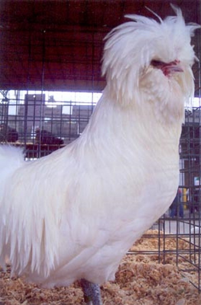White Polish Chicken - Image 3