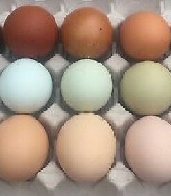 Assorted Chicken Hatching Eggs