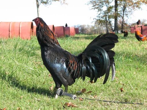 Black Gamefowl