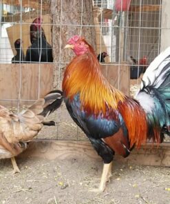 Kearney Whitehackle Gamefowl