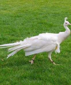 White Peafowl  (Male)