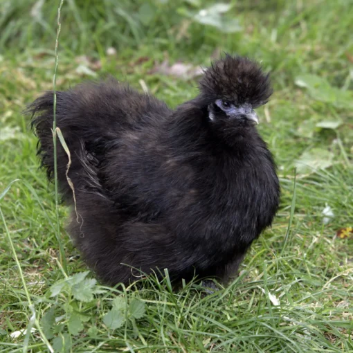 BLACK SILKIE BANTAM - Image 2