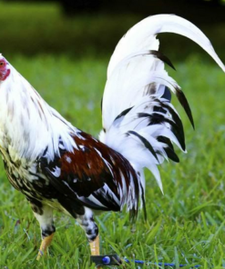 Spanish Gamefowl