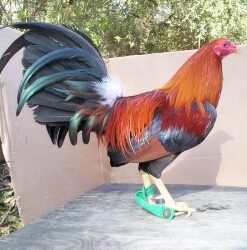 Sweater Fowl