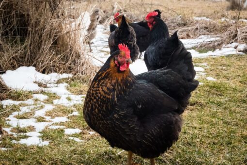 black stars chicken