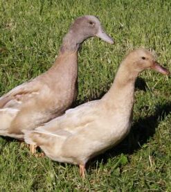Buff Duck