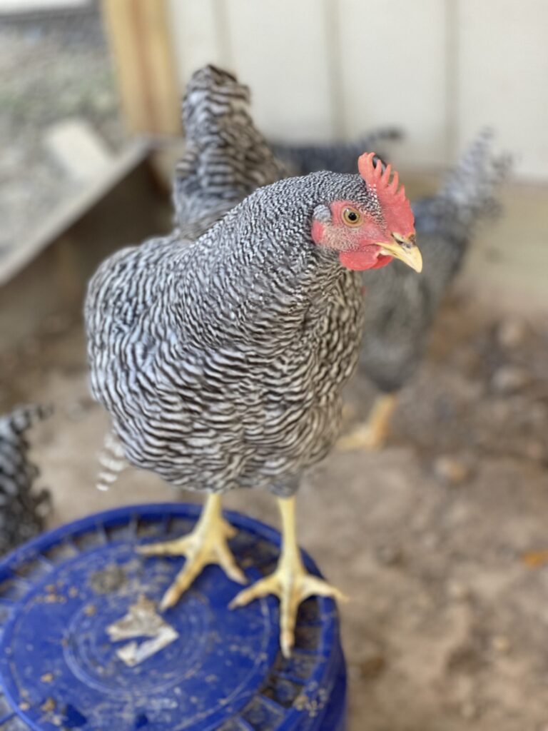 467437988_442399565556061_6483933500526279288_n