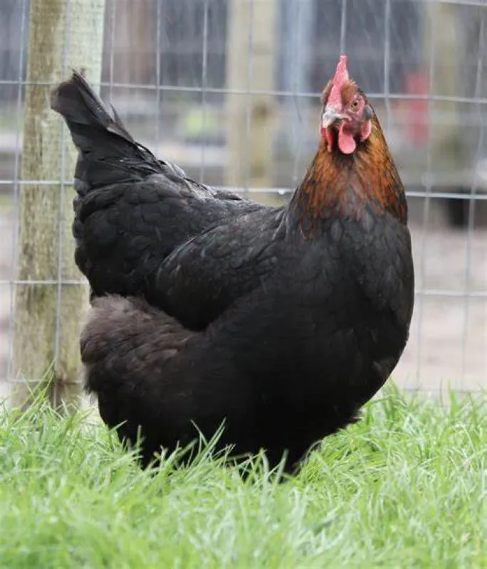 black copper marans for sale